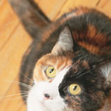 Cat 4