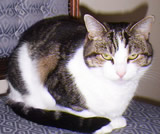 Cat 3