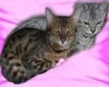 Eileen Cats 2